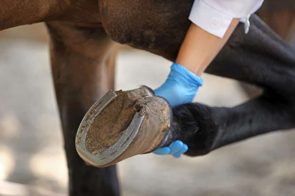 Main de vétérinaire qui tient le sabot du cheval.