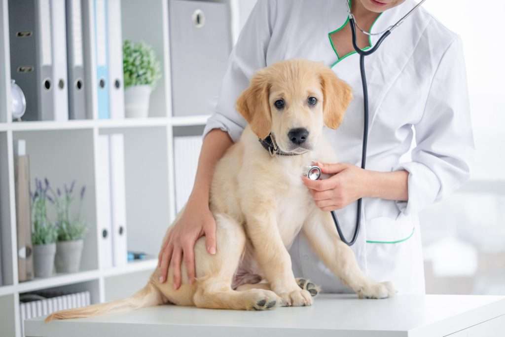 examination d'un chien en clinique