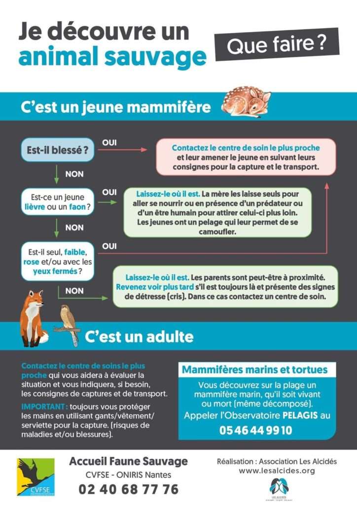 Infographie explicative