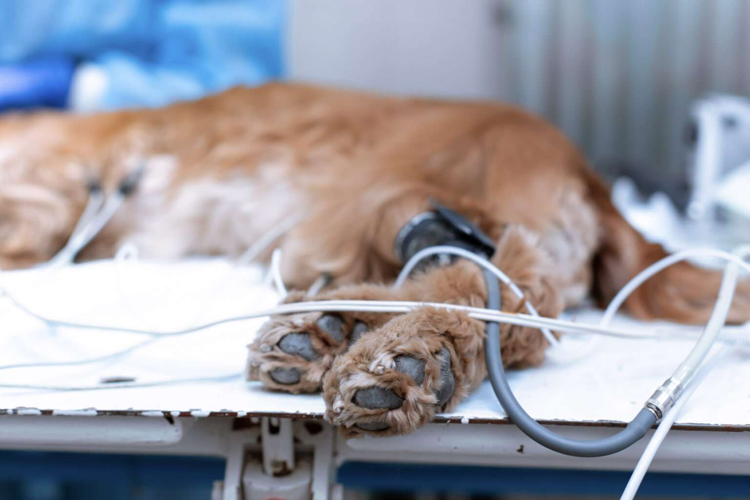 Chien aux urgences