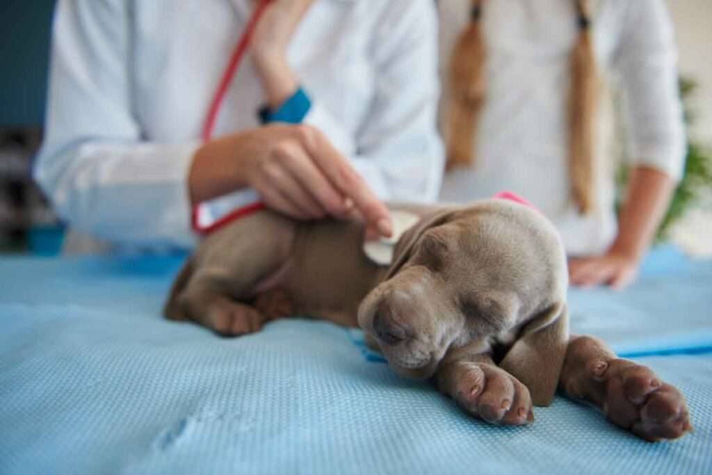 Auscultation sur chiot.