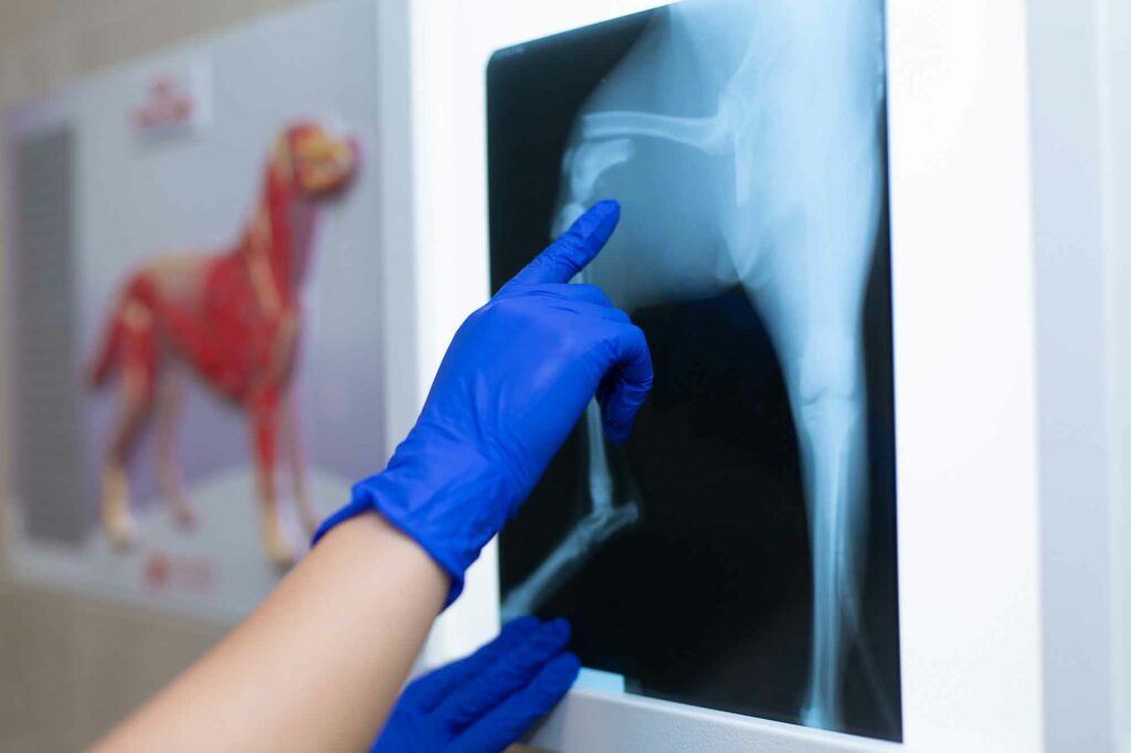 Médecin observant une radiographie de fracture.